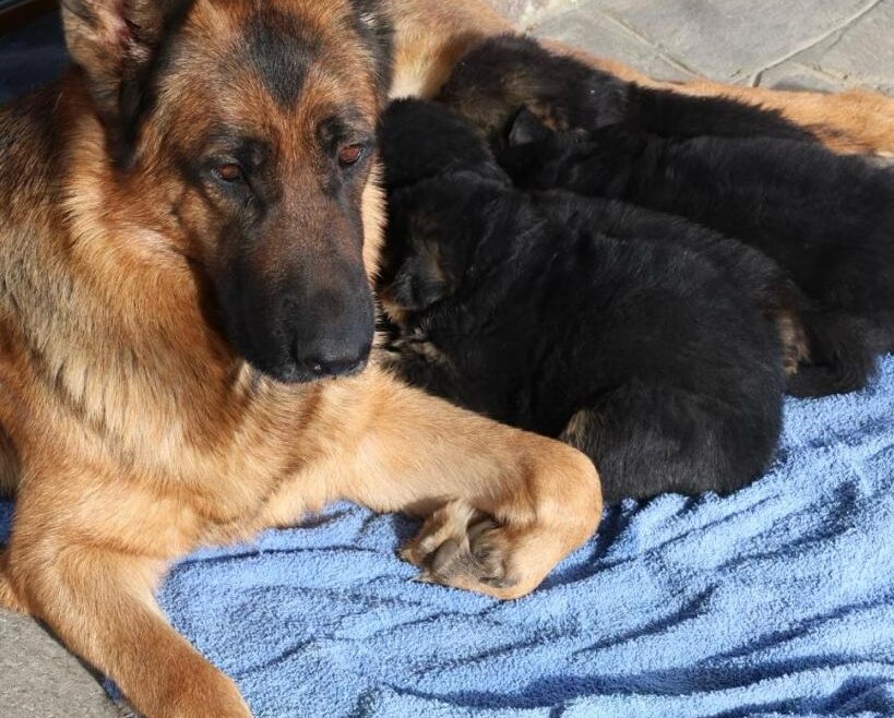 I cuccioli con la mamma